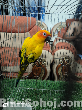 Sun Conure & Red Headed Green Factor Lory